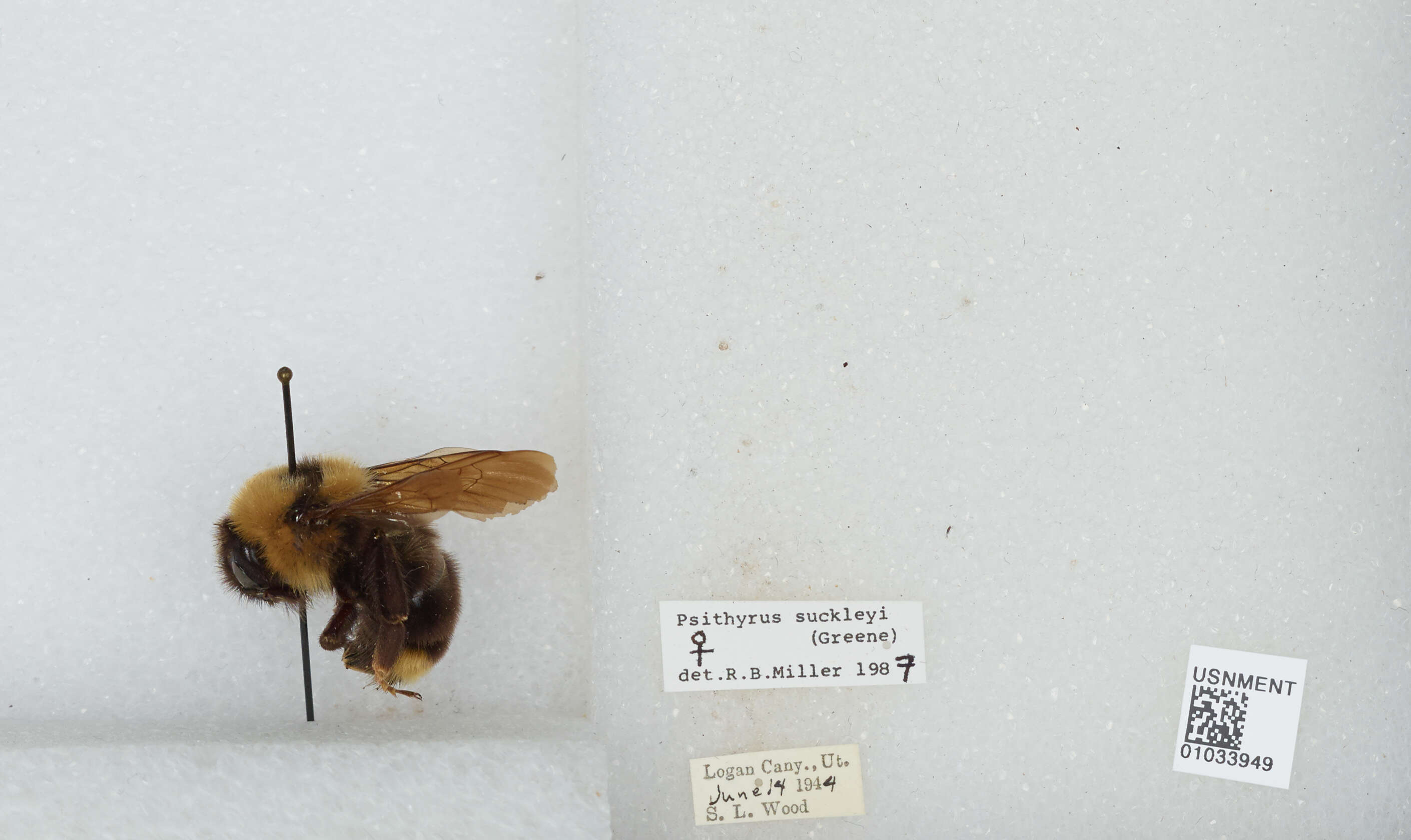 Image of Suckley Cuckoo Bumble Bee