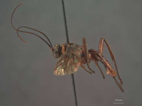 Imagem de Lissopimpla nigricans Fullaway 1913