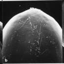 Parodiolyra lateralis (J. Presl ex Nees) Soderstr. & Zuloaga resmi