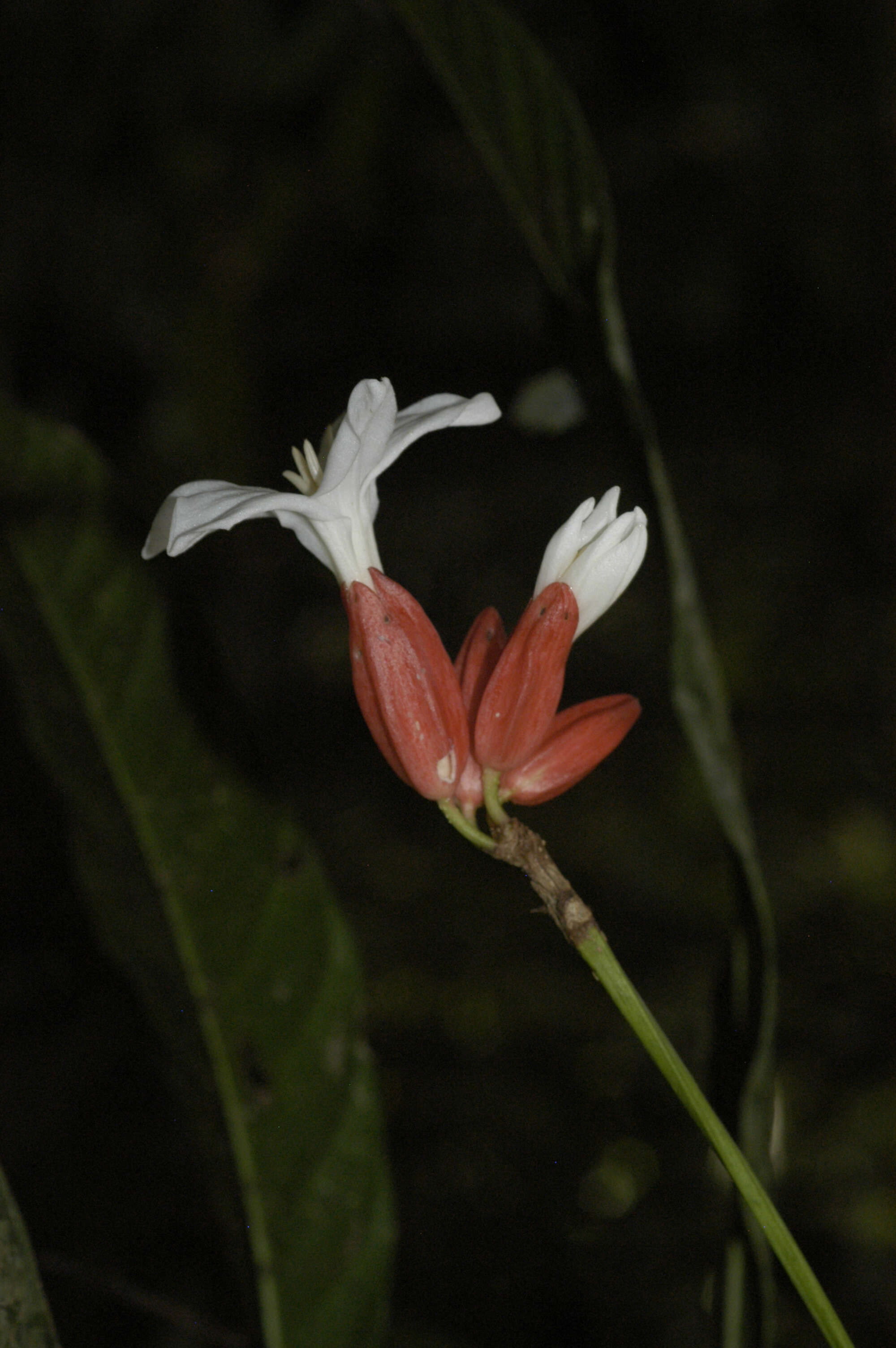 Image of Erythrochiton brasiliensis Nees & C. Martius