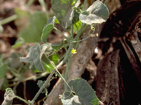 Image of Hedgehog cucumber