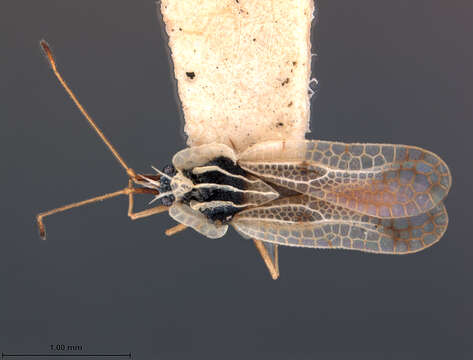 Image of Leptopharsa ruris Drake 1942