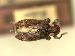 Mycerinopsis binotata (Gahan 1907) resmi