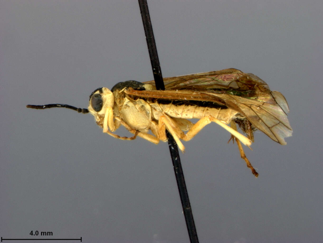 Image of Tenthredo contraria