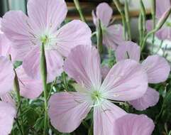 Imagem de Oenothera texensis Raven & Parnell