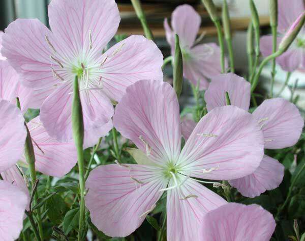 Image of Texas Evening-Primrose