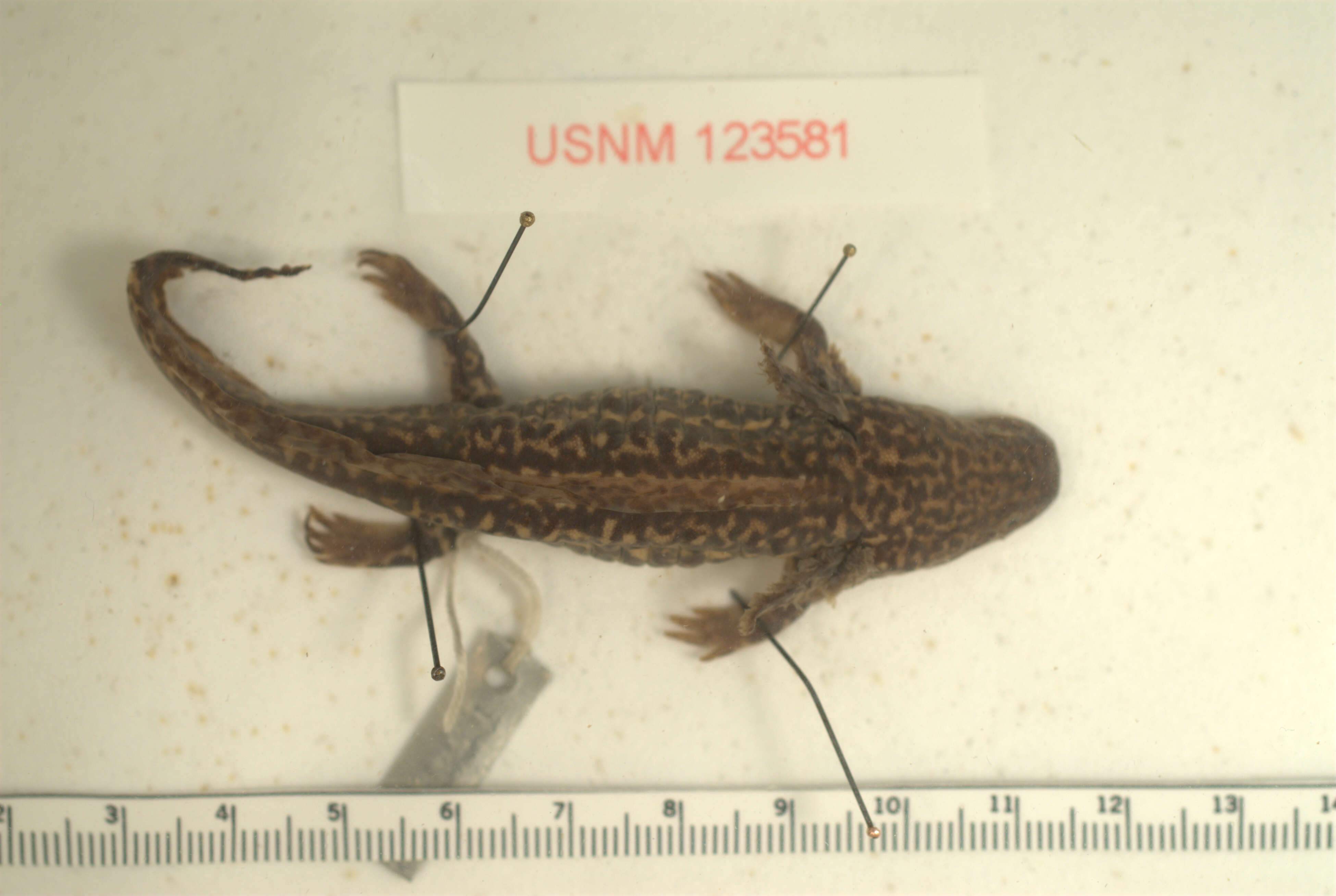Image of Tarahumara Salamander