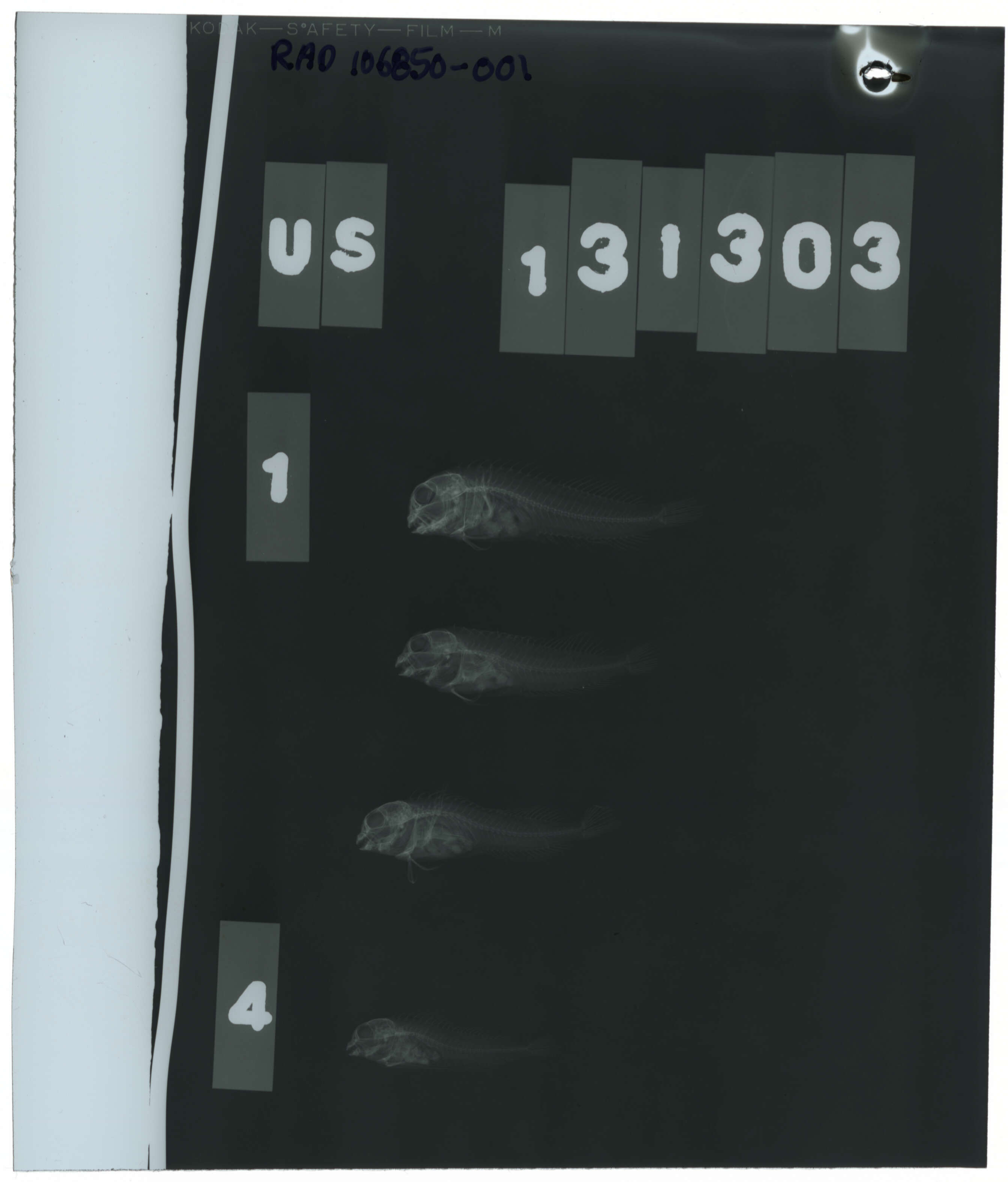 Plancia ëd Hypleurochilus pseudoaequipinnis Bath 1994