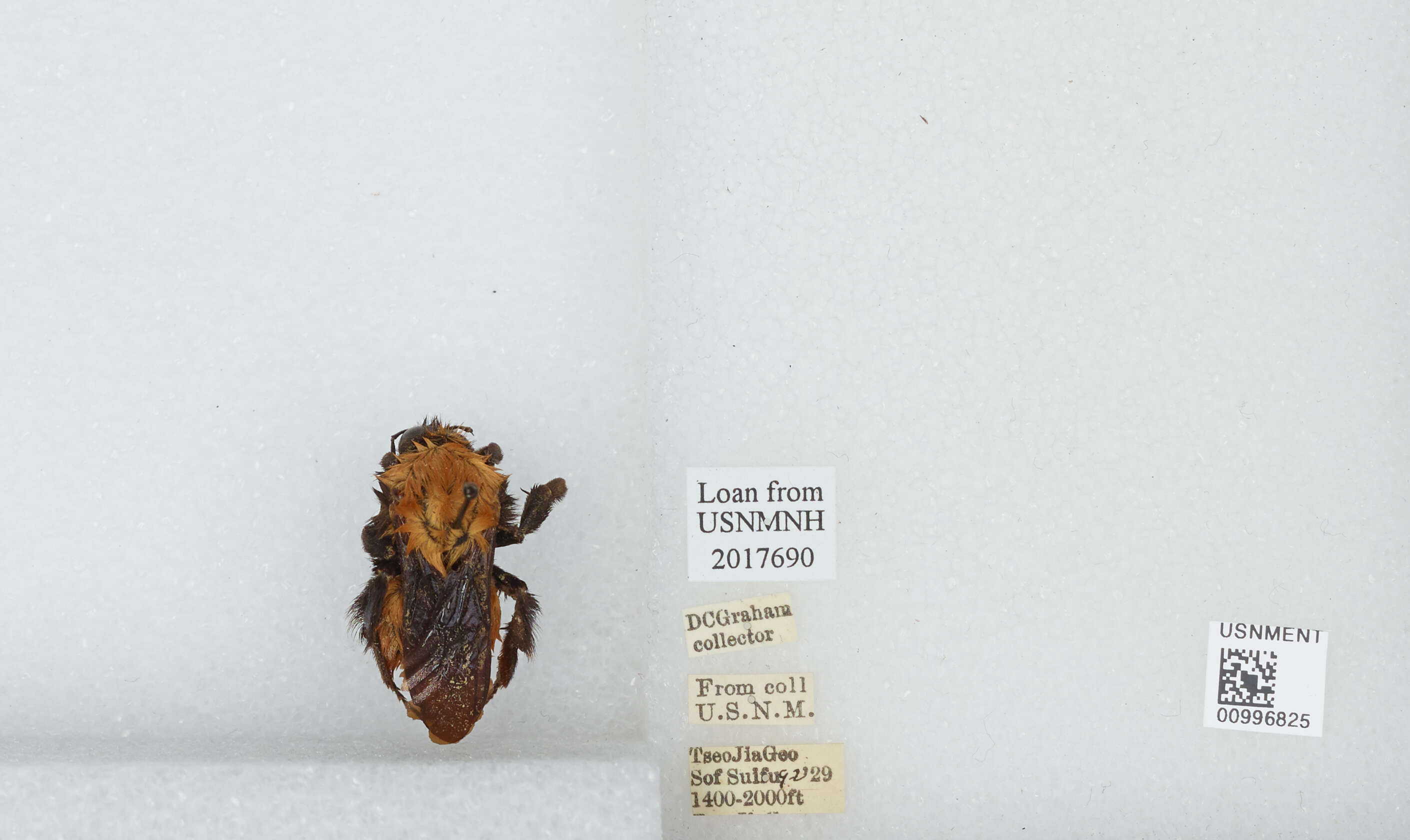 Image of Bombus atripes Smith 1852