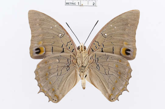 Image of Imperial Blue Charaxes