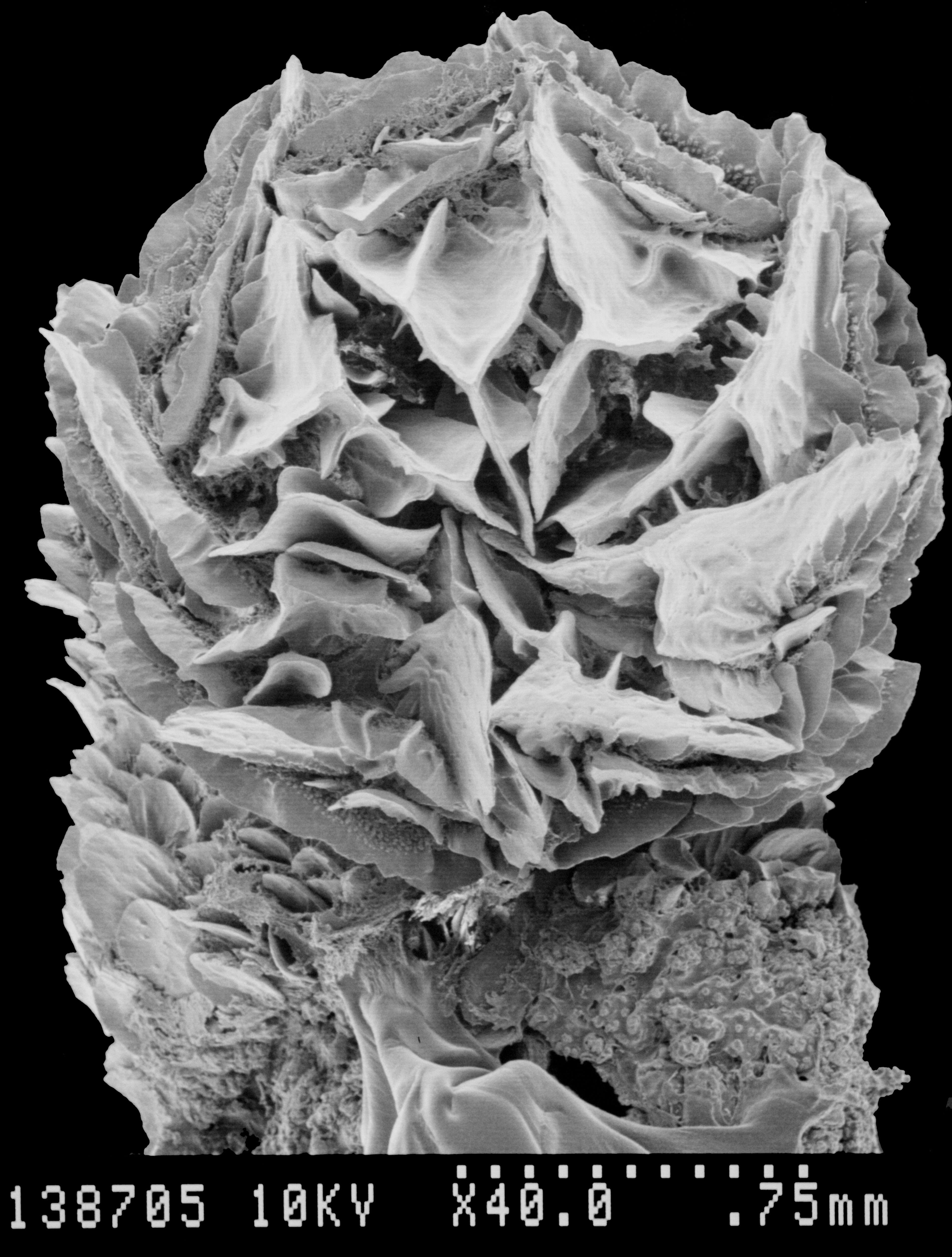 Image of Aglaoprimnoa stefanii Bayer 1996