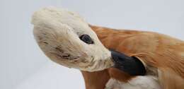 Image of Ruddy Shelduck