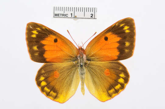 Image of clouded yellow