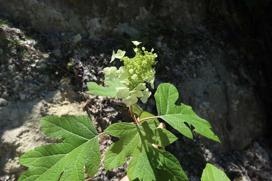 Image of Oakleaf Hydrangea