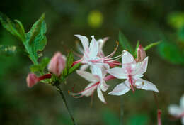 Image de Rhododendron prinophyllum (Small) Millais