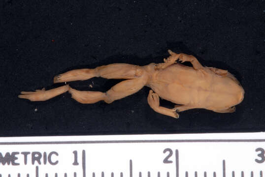 Sivun Eleutherodactylus guttilatus (Cope 1879) kuva