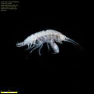 Image of Amphipoda