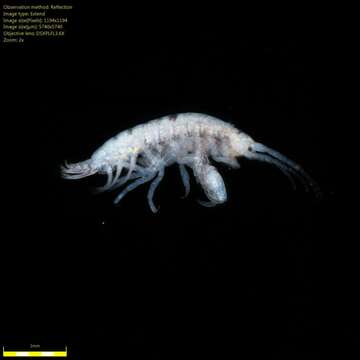 Image of Amphipoda