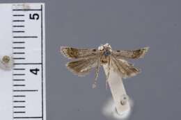 Image of Anacampsis elephas Walsingham