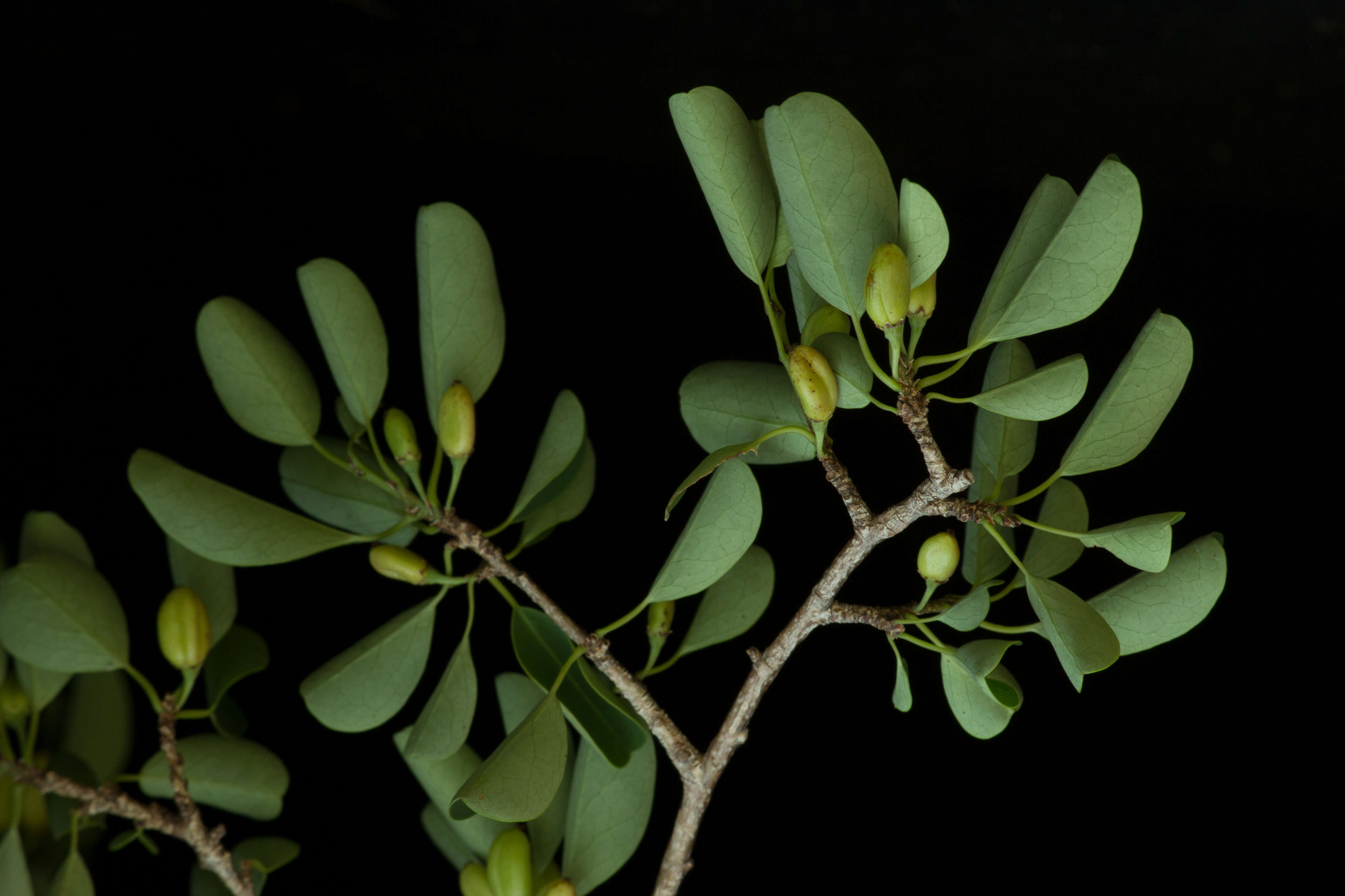 Image de Erythroxylum rotundifolium Lunan