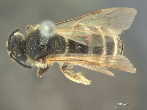 Image of Halictus