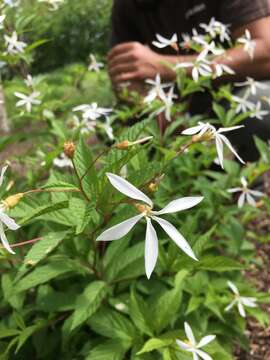 Plancia ëd Gillenia trifoliata (L.) Moench