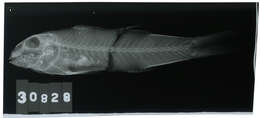 Image de Mullus barbatus auratus Jordan & Gilbert 1882