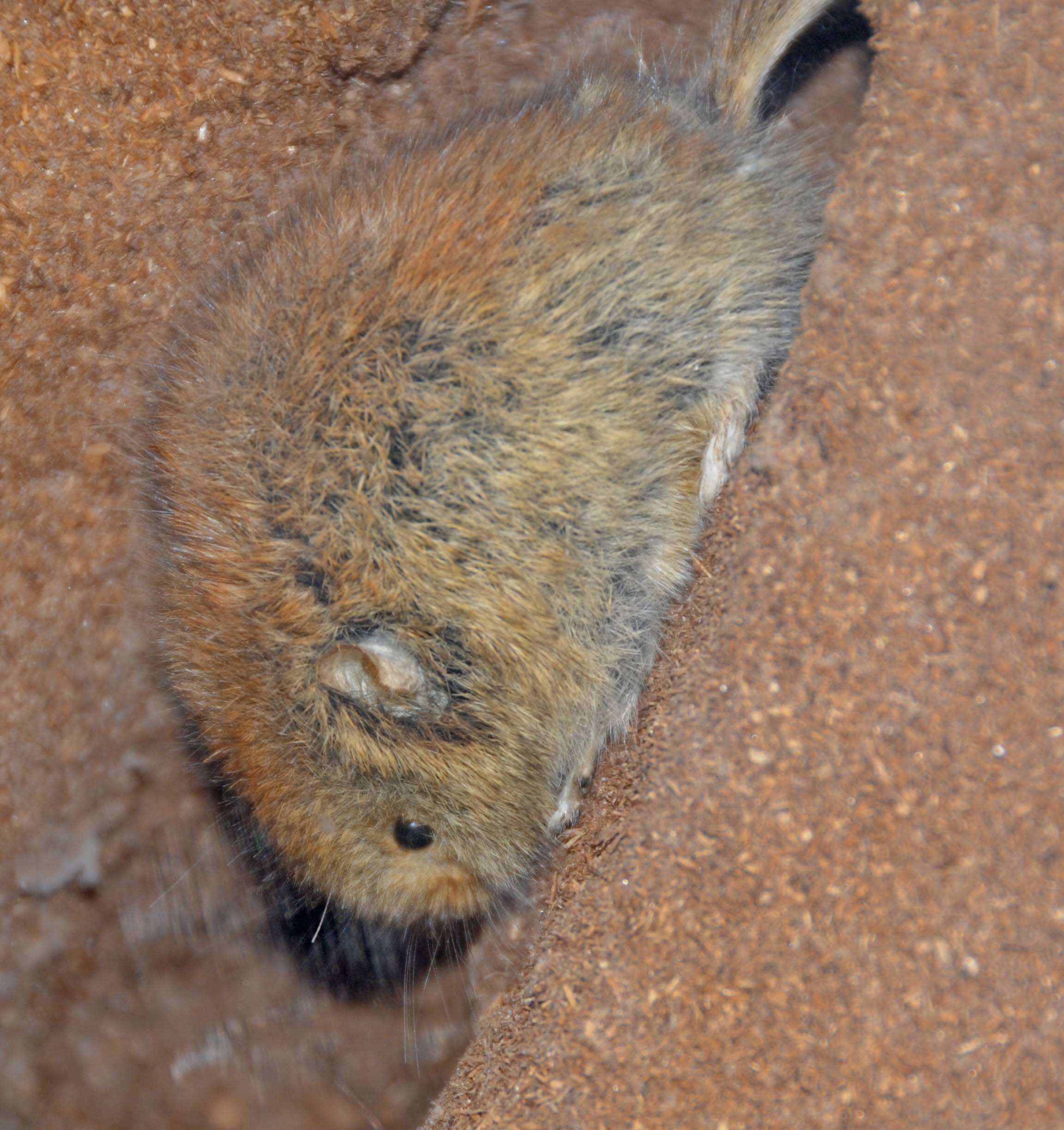 Image of Northern Red-backed Vole