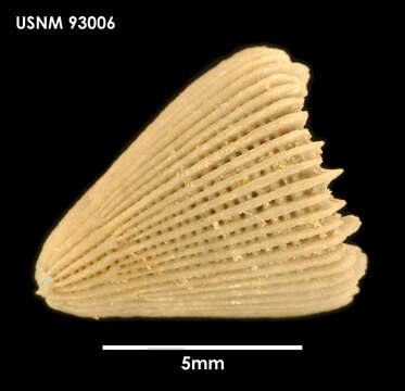 Plancia ëd <i>Conocyathus felixi</i> (Filkorn 1994)