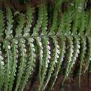 Image de Asplenium caudatum G. Forst.