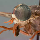 Image de Tabanus imitans Walker 1848