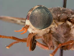 Imagem de Tabanus imitans Walker 1848