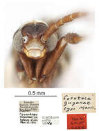 Cavifronexus guyanae (Mann 1923) resmi