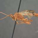 صورة Trophophion tenuiceps Cushman 1947