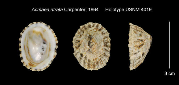 Image of Lottia atrata (Carpenter 1864)