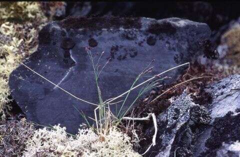 Image of Polar Blue Grass