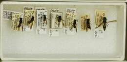 Image of Ancistrocerus trifasciatus shibuayi Yas. 1938