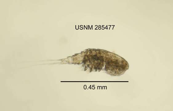 Image of Diacyclops sororum Reid 1992