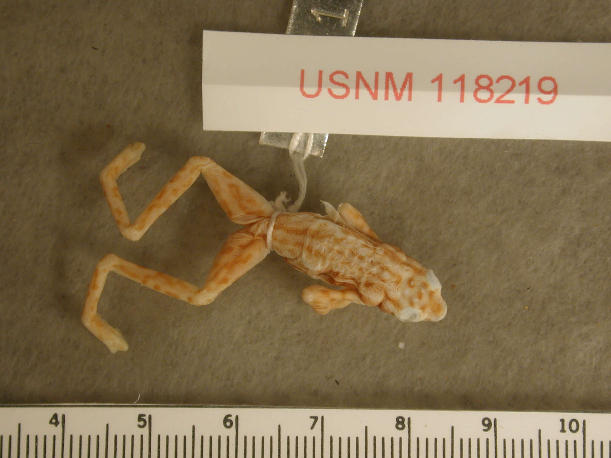 Sivun Atelopus elegans (Boulenger 1882) kuva