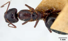 Image of Camponotus fallax (Nylander 1856)