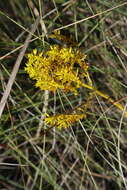 Image of low pinebarren milkwort