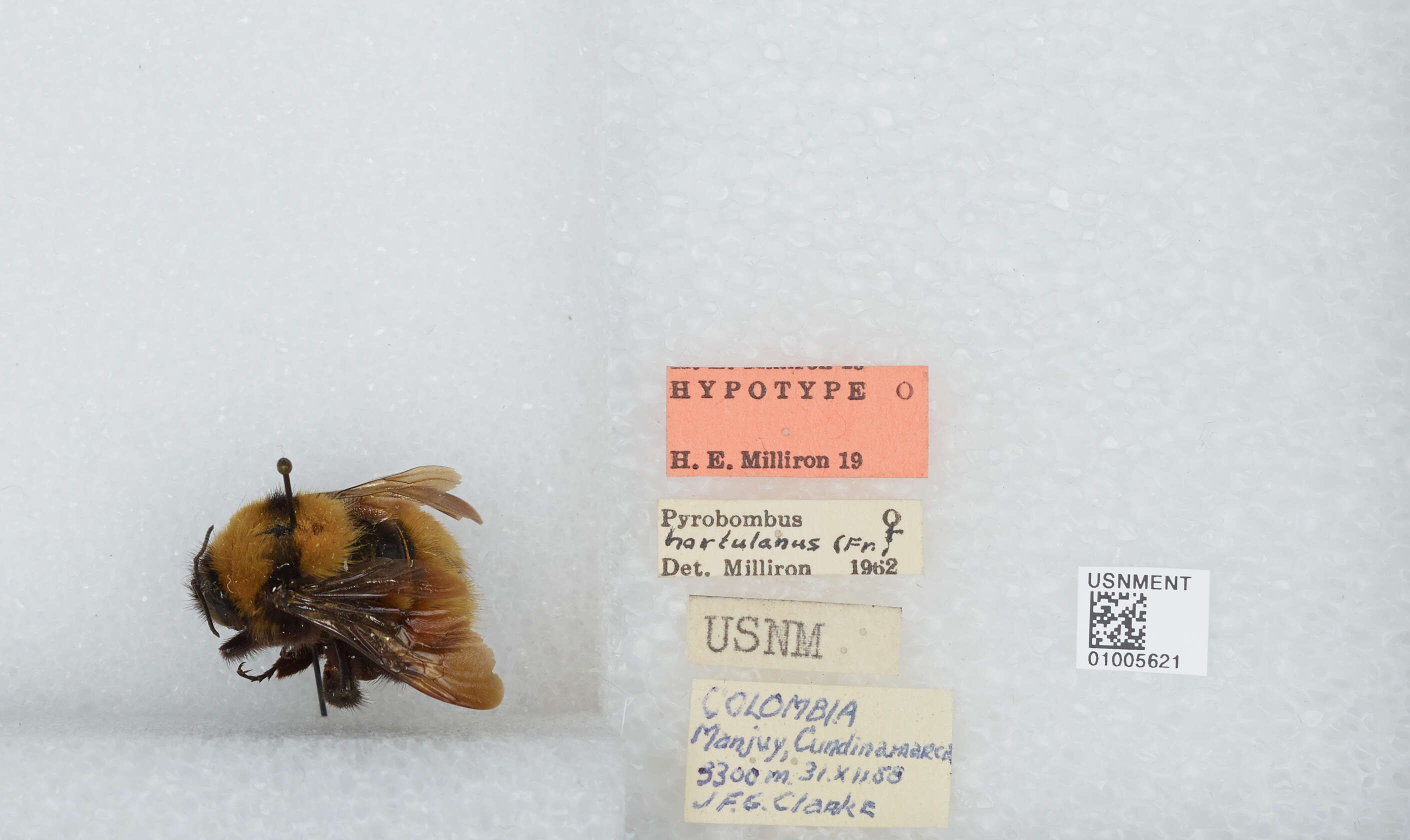 Plancia ëd Bombus hortulanus Friese 1904