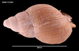 Image of Neobuccinum E. A. Smith 1879