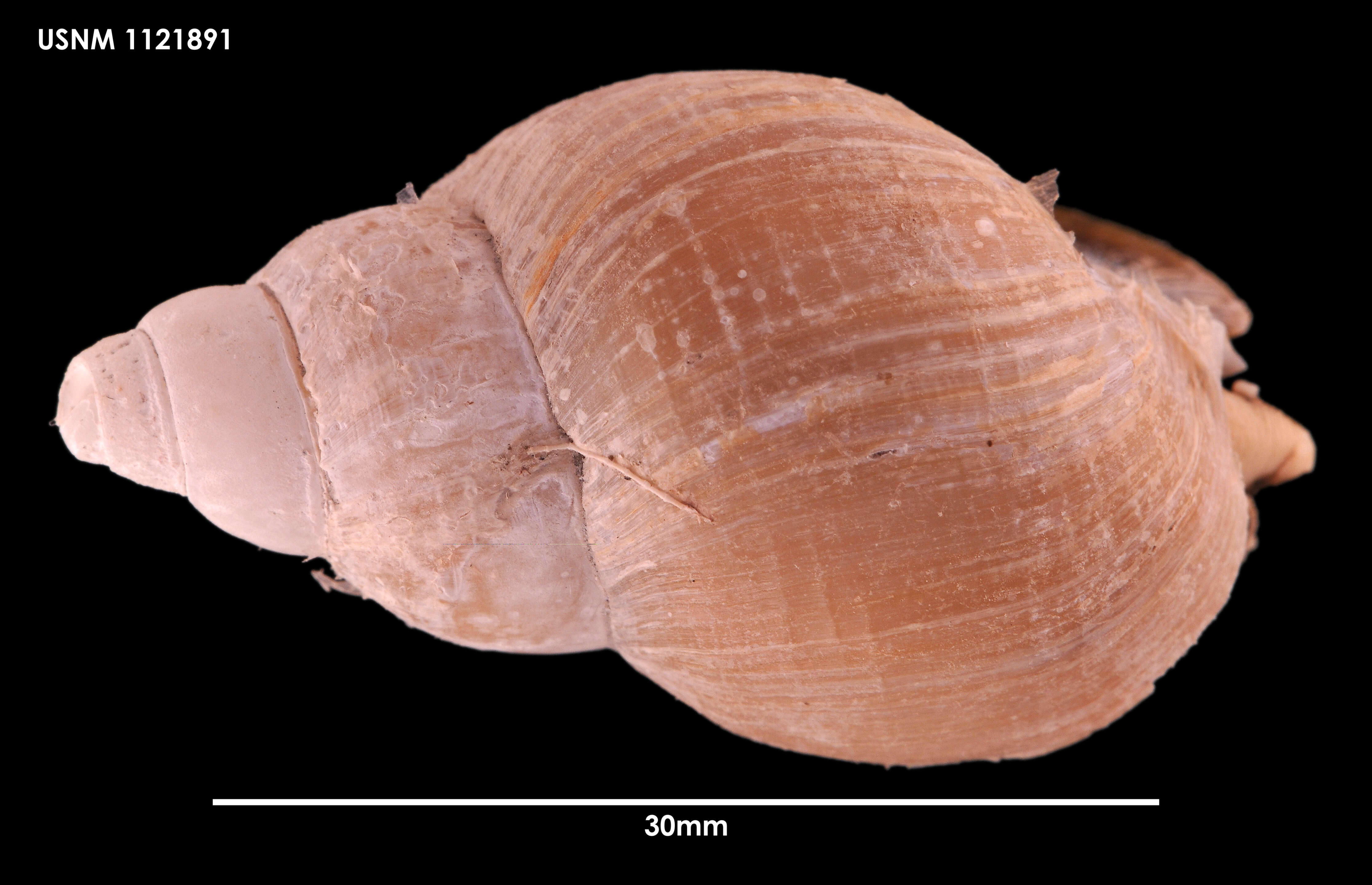 Image of Neobuccinum E. A. Smith 1879