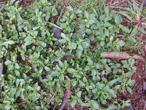 Image of Paraguayan starbur