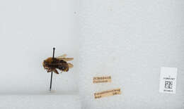 Image of Vosnesensky Bumble Bee