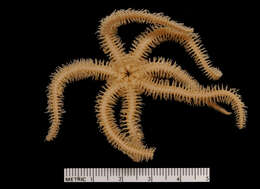 Image of Ophiacantha vivipara Ljungman 1871