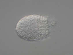 Image of Spinoloricus Heiner & Neuhaus 2007