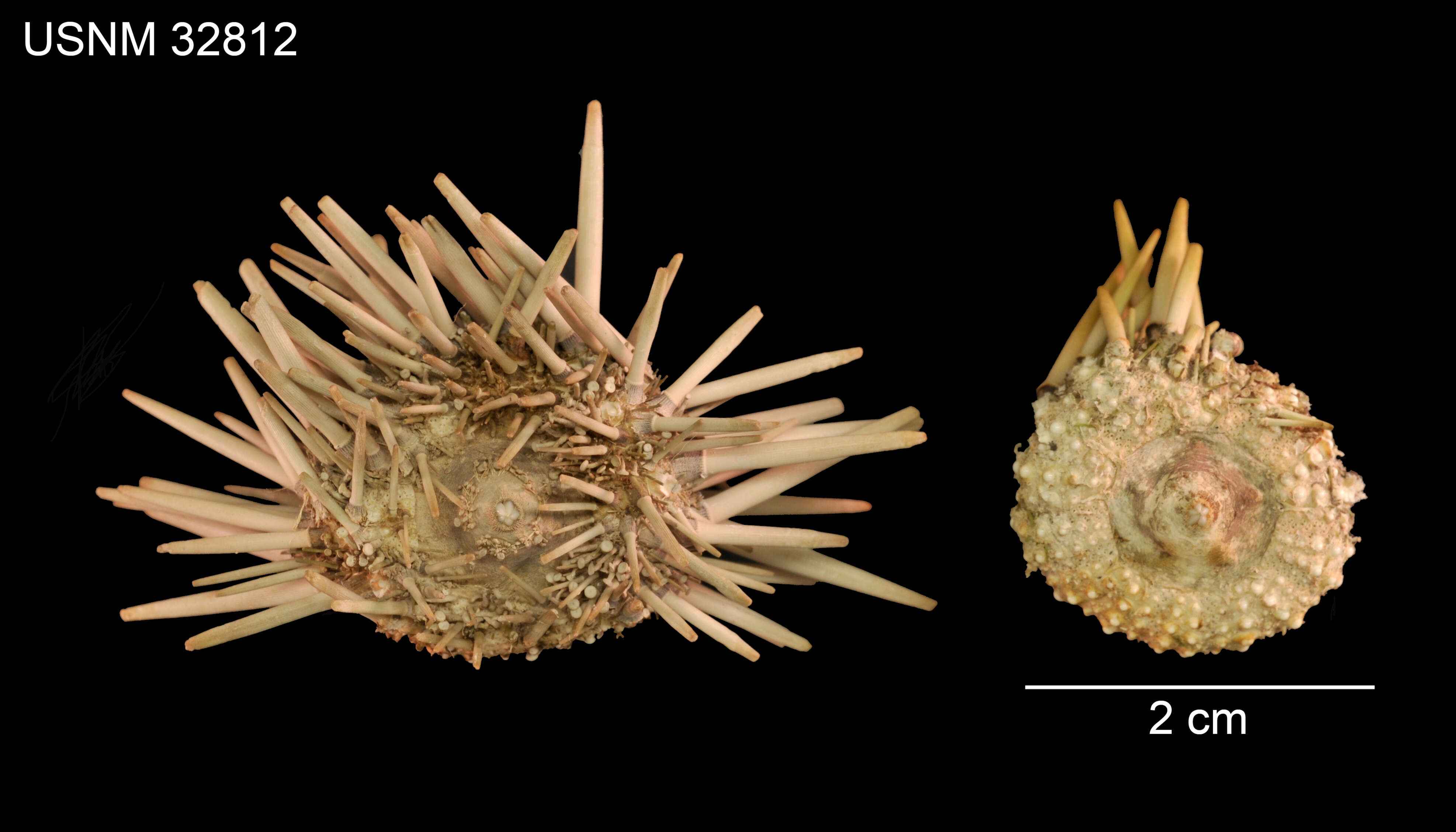 Image of Burrowing urchin