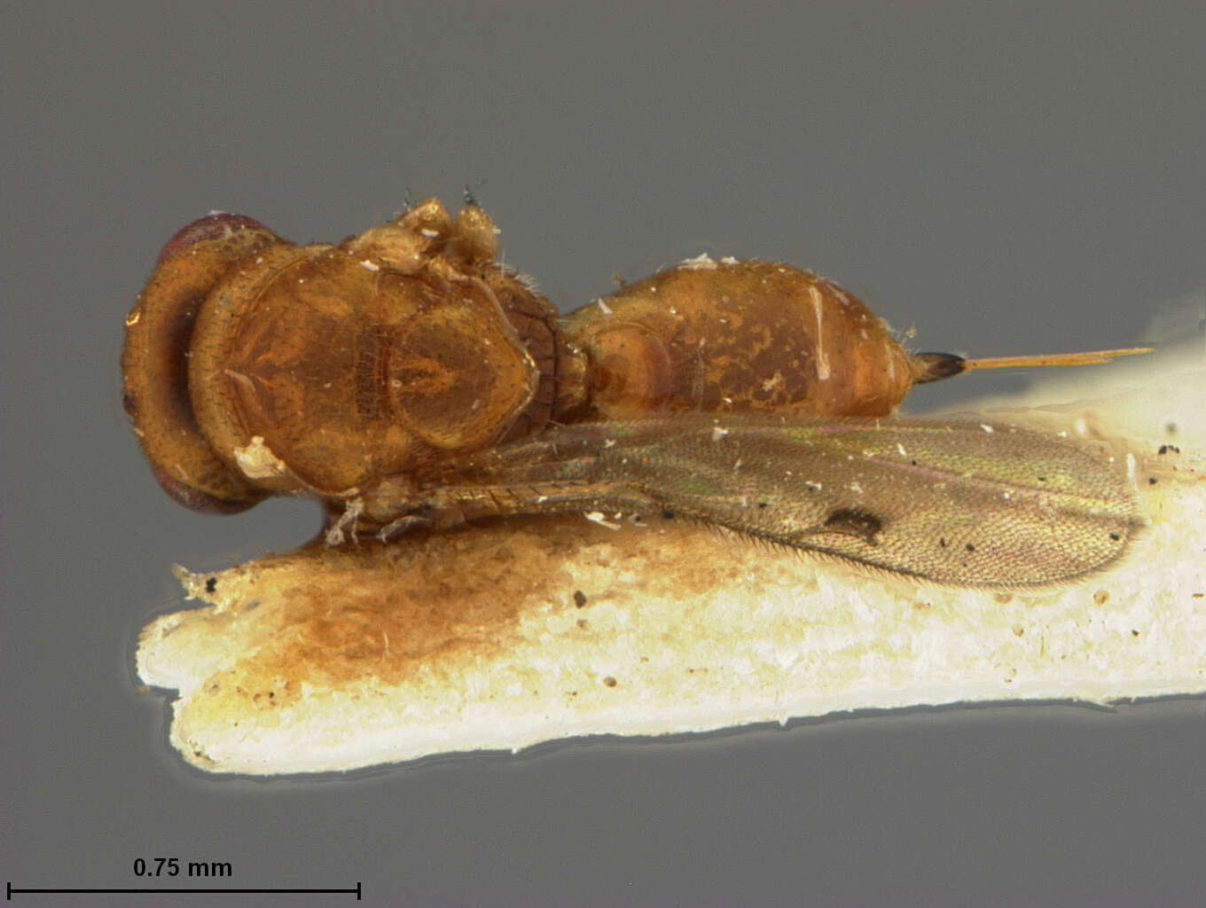 Image de Eurytomidae